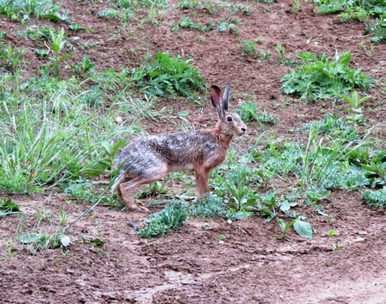 S namočeným kožuchom