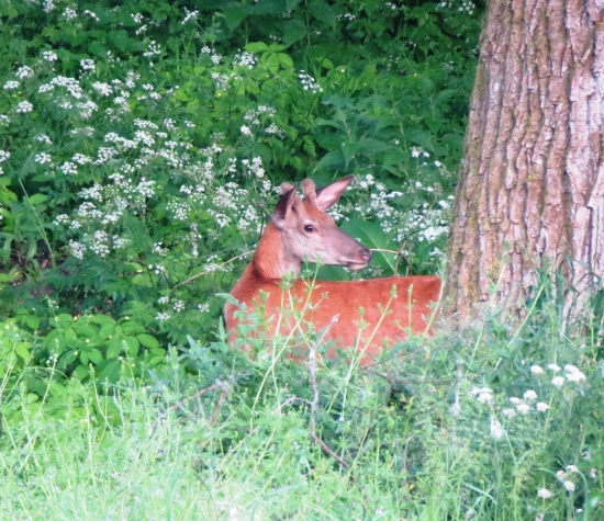 Aj tak ma v tej burine nevidno