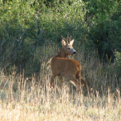Môžem už odskočiť ?