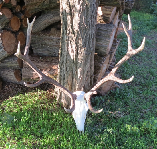 trofej z úlovku ID 276479