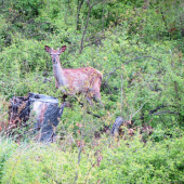 Aj ja budem paroháč !
