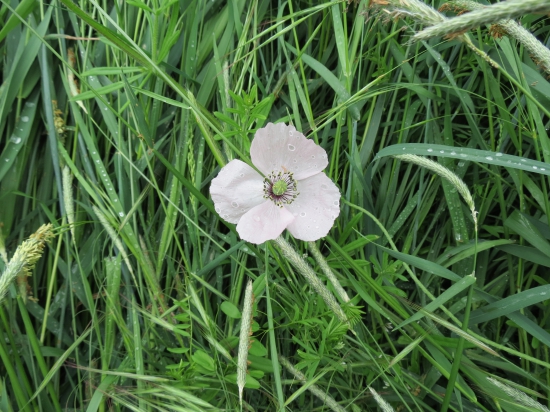 Papaver dubium ssp. austromoravicum