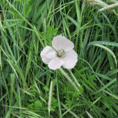 Papaver dubium ssp. austromoravicum