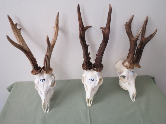 Kolekcia zlatých srncov z CHPT Veľký Krtíš