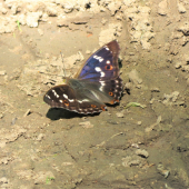 dúhovec menší - Apatura ilia