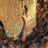 Z januárovej vychádzky