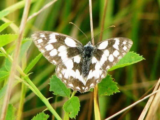 očkáň timotejkový