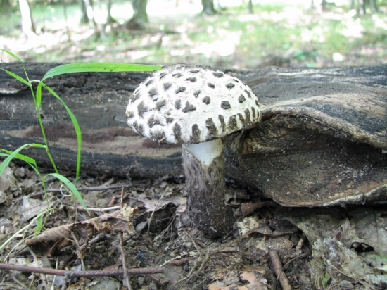 šiškovec šupinatý