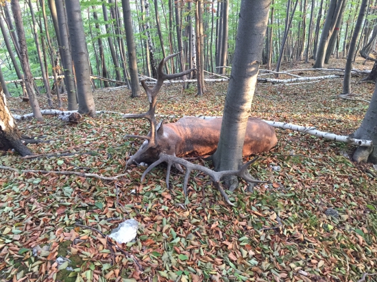 Ruja 2015