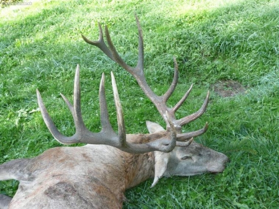 Jelen z POLANY 213.1 bodu 10.3 kg 11 rokov