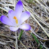 Krokus..