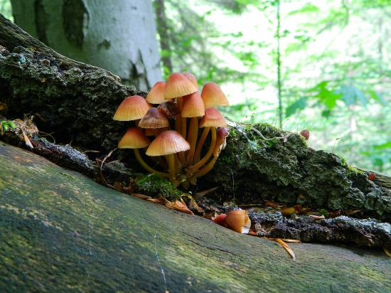 Sedíme na konári a je nám dobre..