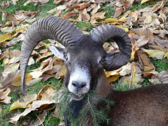 Raritní muflon- detail