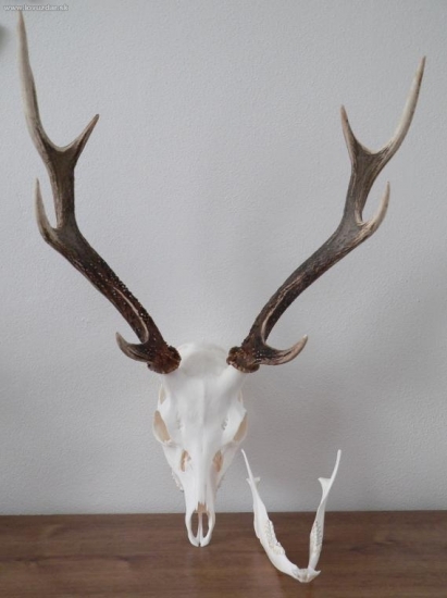 sika 2008