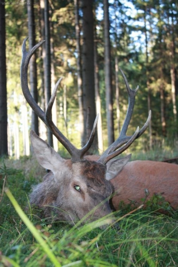 Kolegův první jelen říje 2009