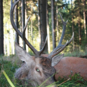 Kolegův první jelen říje 2009