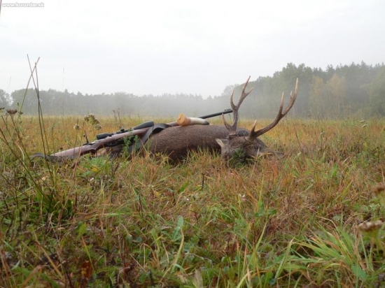Včerejší přivábený sika