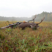 Včerejší přivábený sika