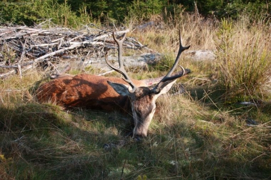 Kamarádův z letošní říje