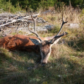 Kamarádův z letošní říje