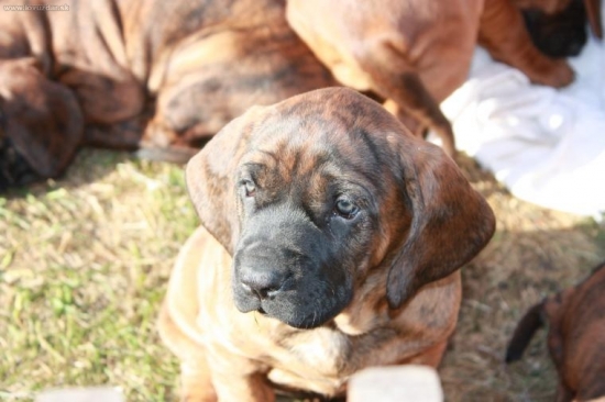 moje budoucí lovecká pomocnice