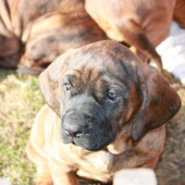 moje budoucí lovecká pomocnice