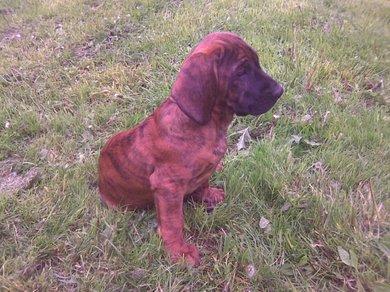 Moje nová pomocnice