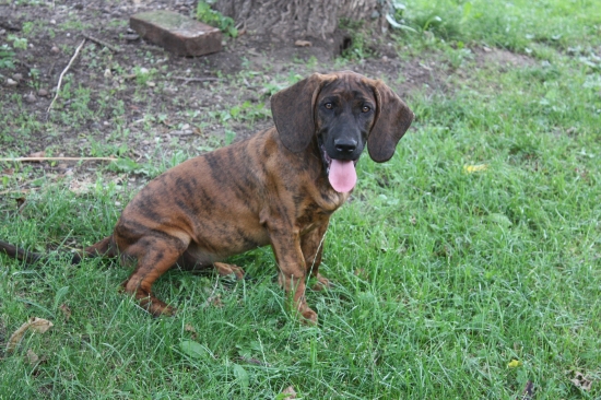 Lovecká společnice trošku vyrostla