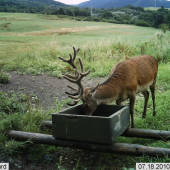 Fotopast Krušné hory