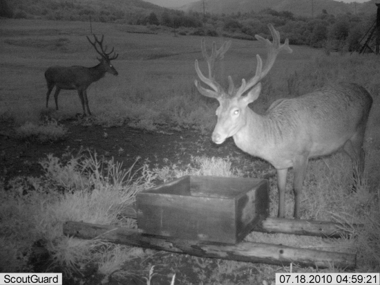 Fotopast Krušné hory