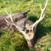 Letošní sika detail