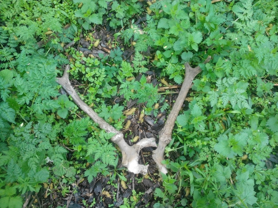 Dnešná prechádzka