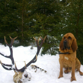 Bloodhound po stopách vlkov