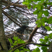 mladý krkavec na hniezde