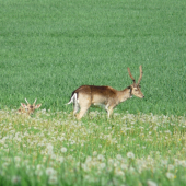 Parochniar pre Rezba