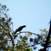 Už vyletel-mladý krkavec