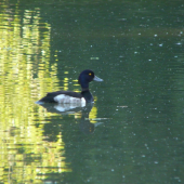 Chochlačka vrkočatá