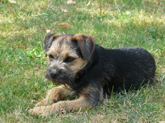 Nový kamarát a pomocník