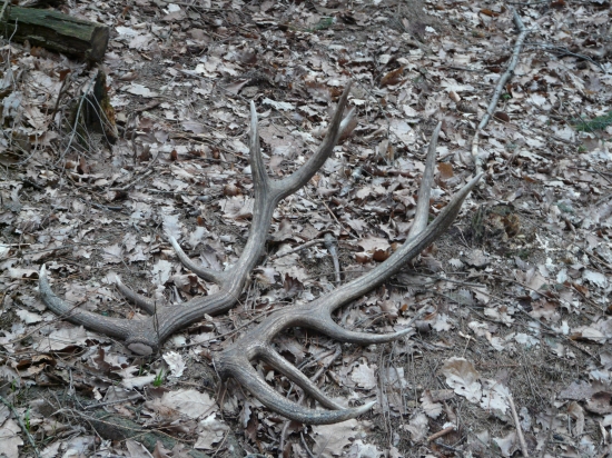 Zas sa zadarilo-nepravidelný dvanástorák 4,5kg