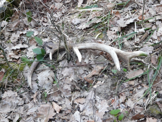 Piatkový vlanajší dvanástoráčik