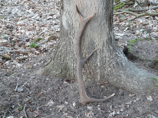 Pred týždnom v nedelu druhý osmoráčik