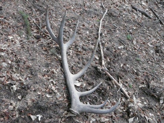 Po troch slabších zas jeden lepší,štrnástorák 2,20kg v stredu poobede.