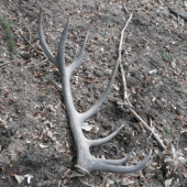 Po troch slabších zas jeden lepší,štrnástorák 2,20kg v stredu poobede.