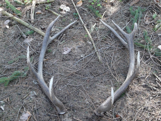 Dalšia pára obidva po 1,2kg