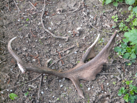 Prvá tohtoročná nájdená pred týždnom