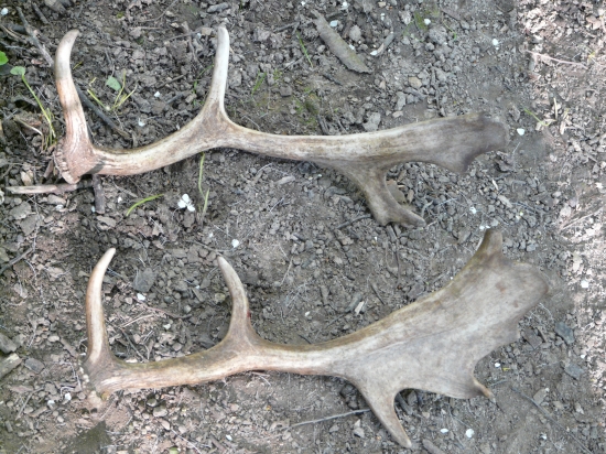 Piatková vychádzka