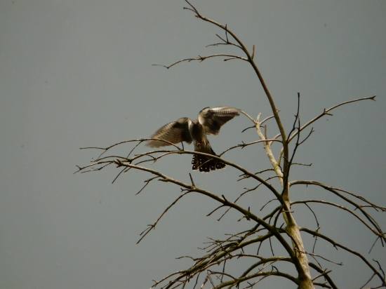 Pristávanie samec kukučky