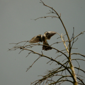 Pristávanie samec kukučky