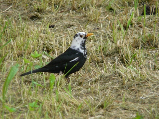 Drozd čierny alebo čiernobiely?