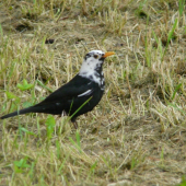 Drozd čierny alebo čiernobiely?